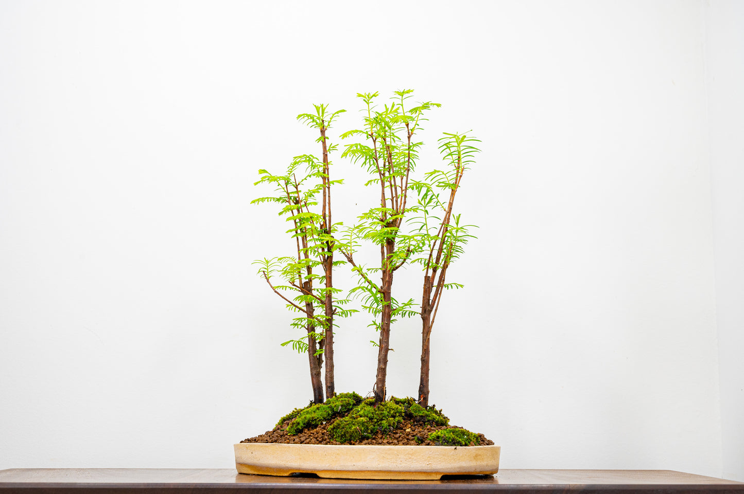 Dawn Redwood Bonsai 5 Tree Group