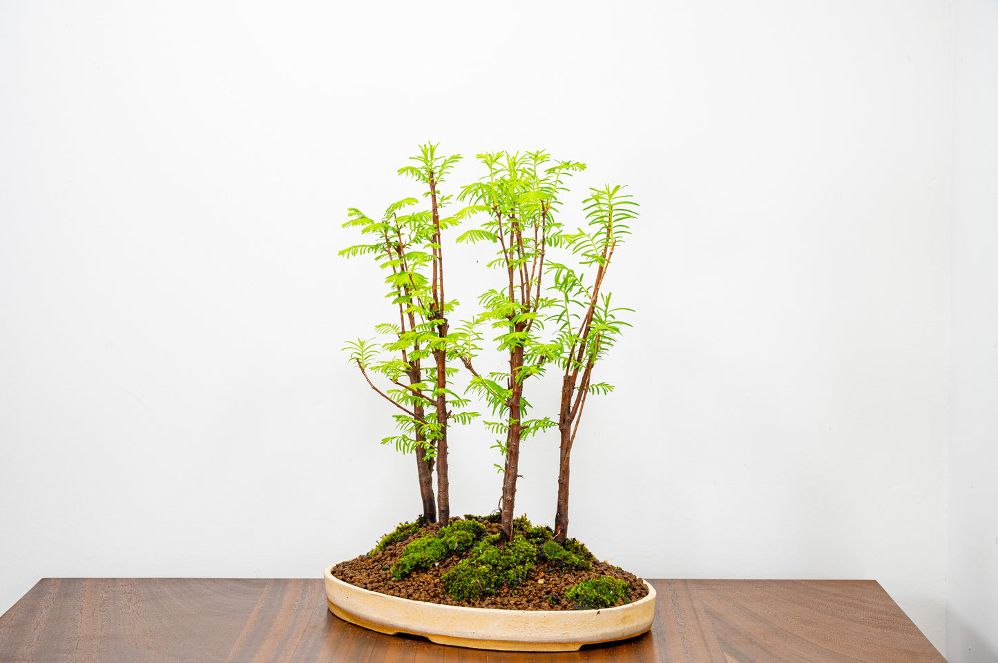 Dawn Redwood Bonsai 5 Tree Group