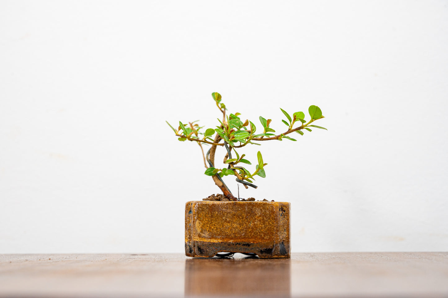 Cotoneaster Bonsai Tree