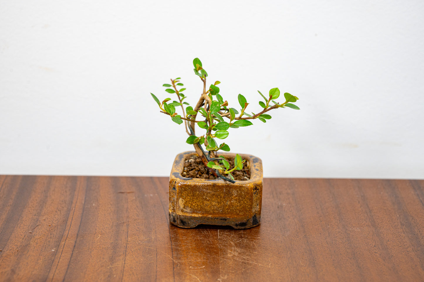 Cotoneaster Bonsai Tree