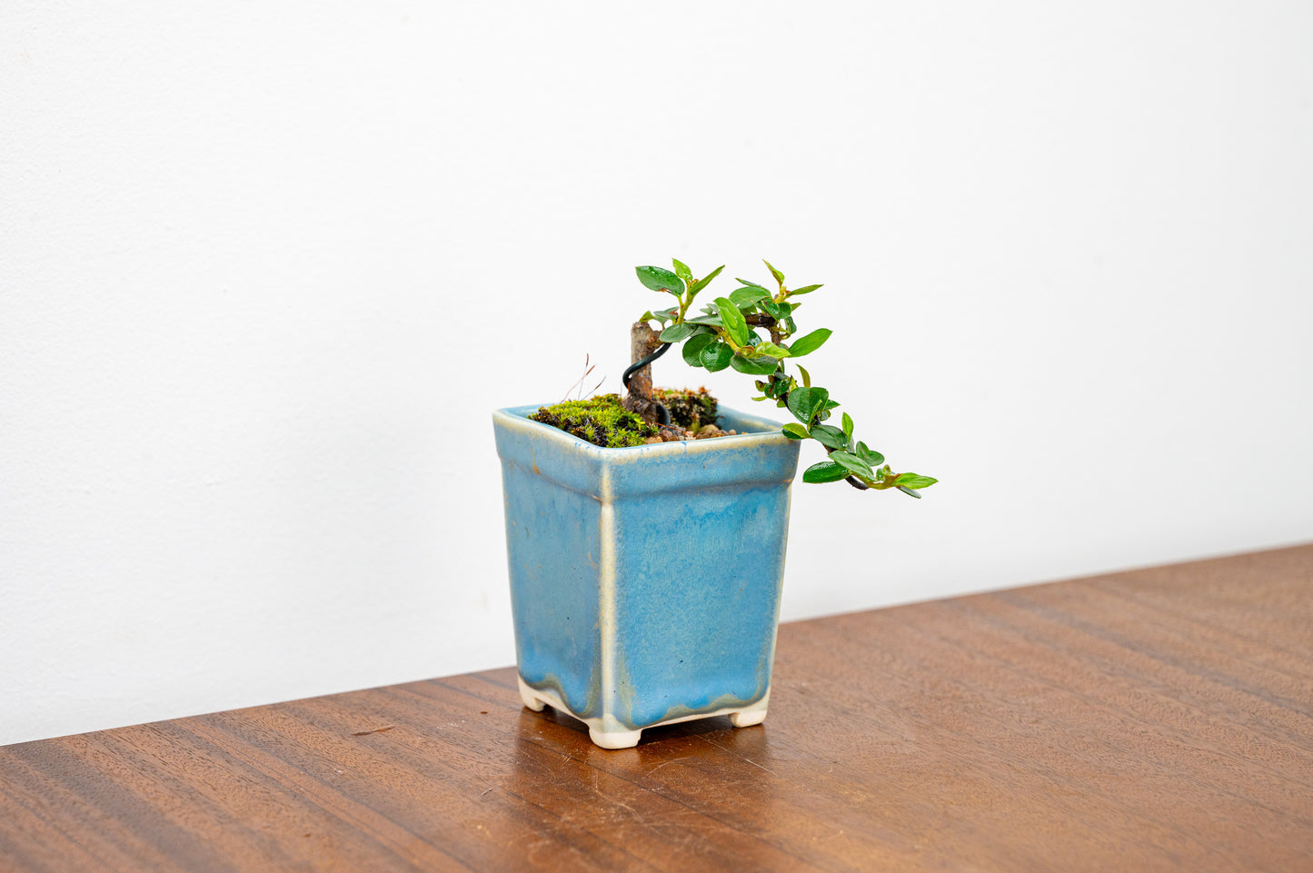 Cotoneaster Bonsai Tree