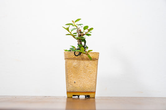 Cotoneaster Bonsai Tree