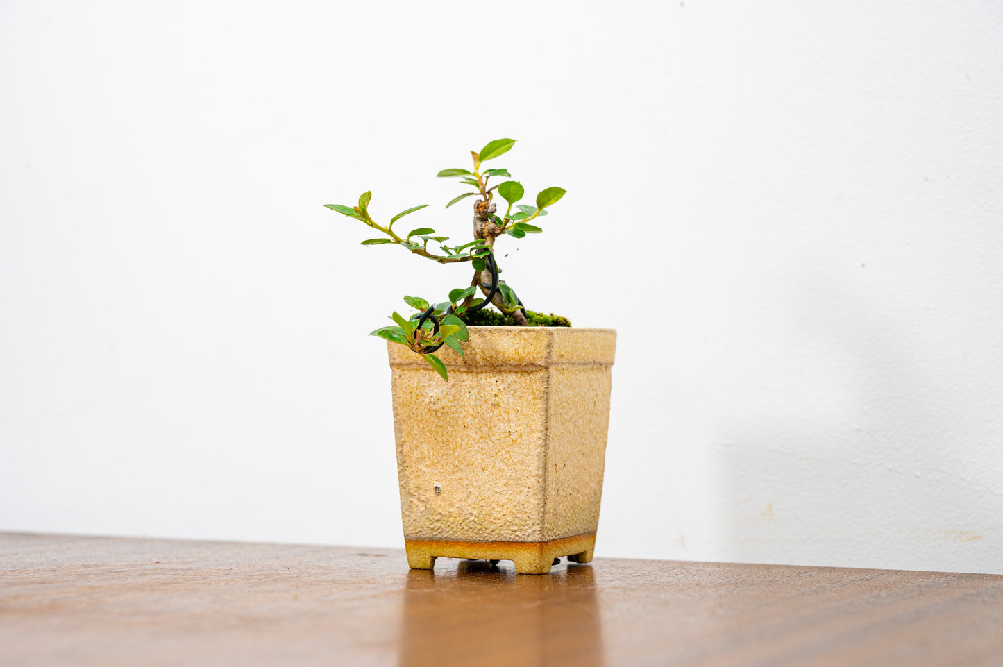 Cotoneaster Bonsai Tree