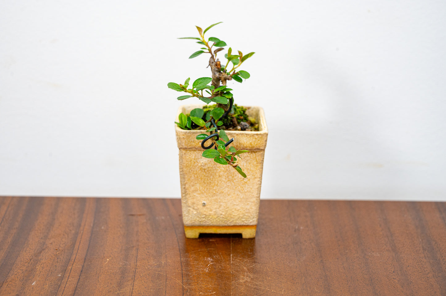 Cotoneaster Bonsai Tree