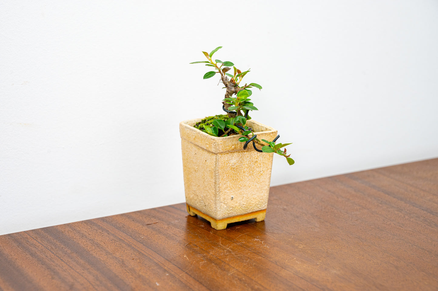 Cotoneaster Bonsai Tree