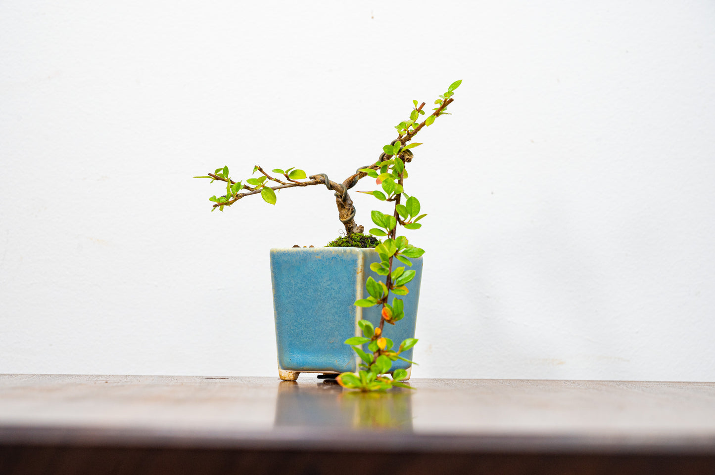 Cotoneaster Bonsai Tree