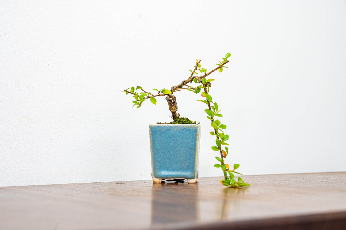 Cotoneaster Bonsai Tree