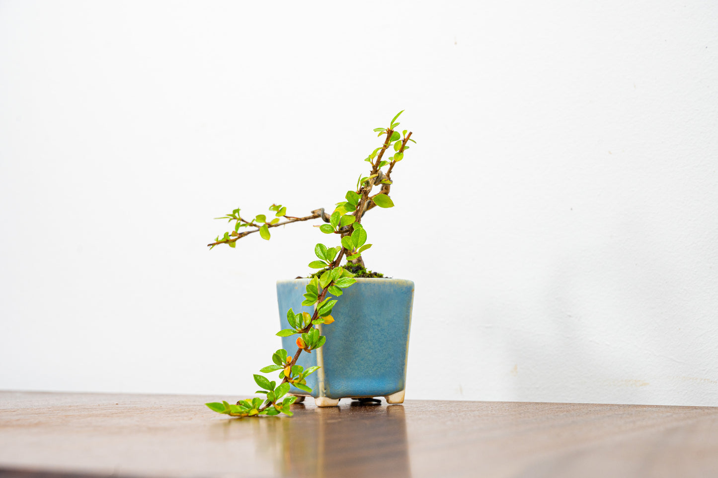 Cotoneaster Bonsai Tree