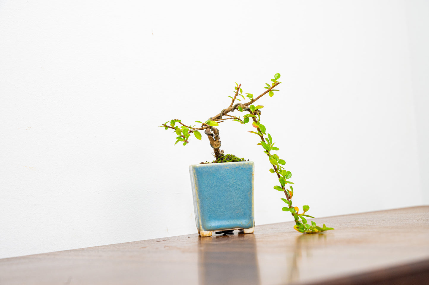 Cotoneaster Bonsai Tree