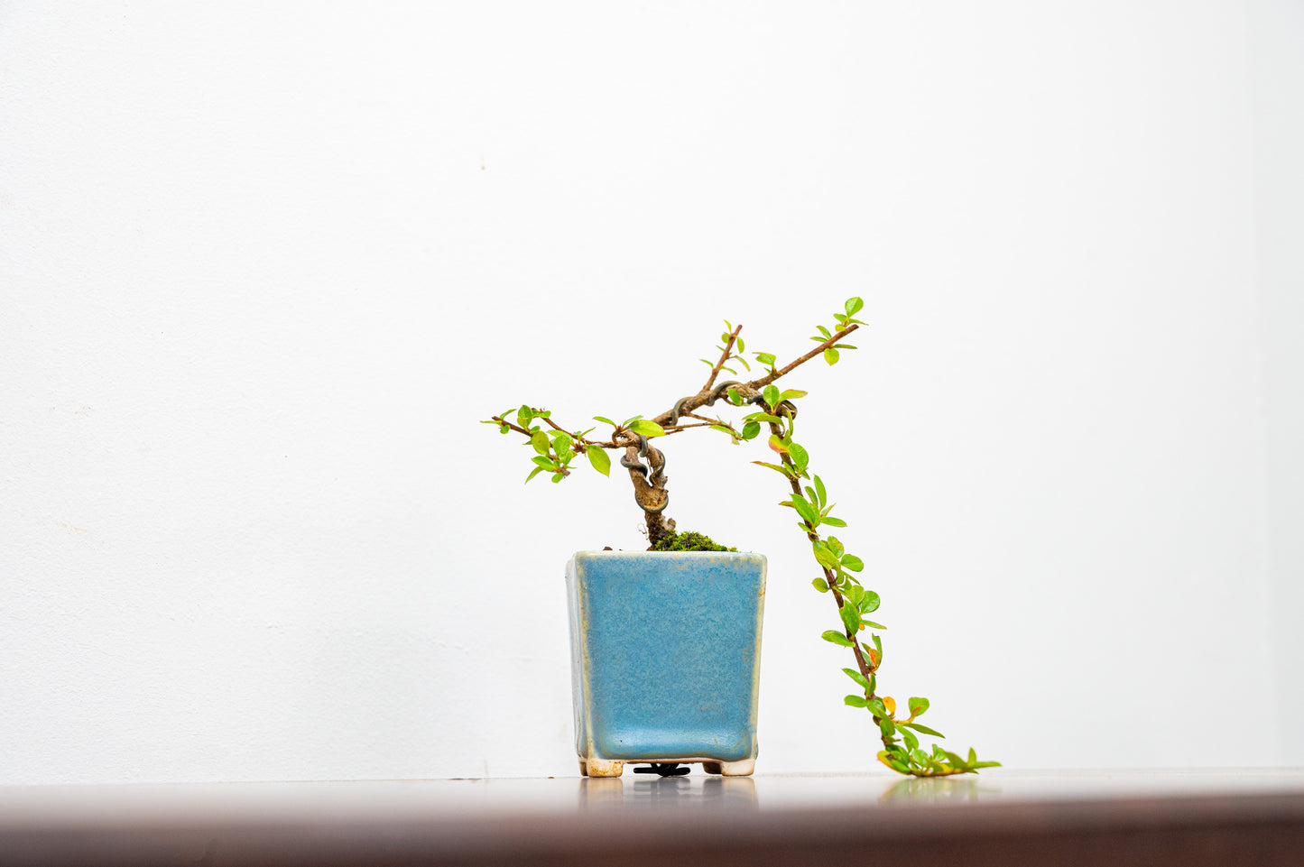 Cotoneaster Bonsai Tree