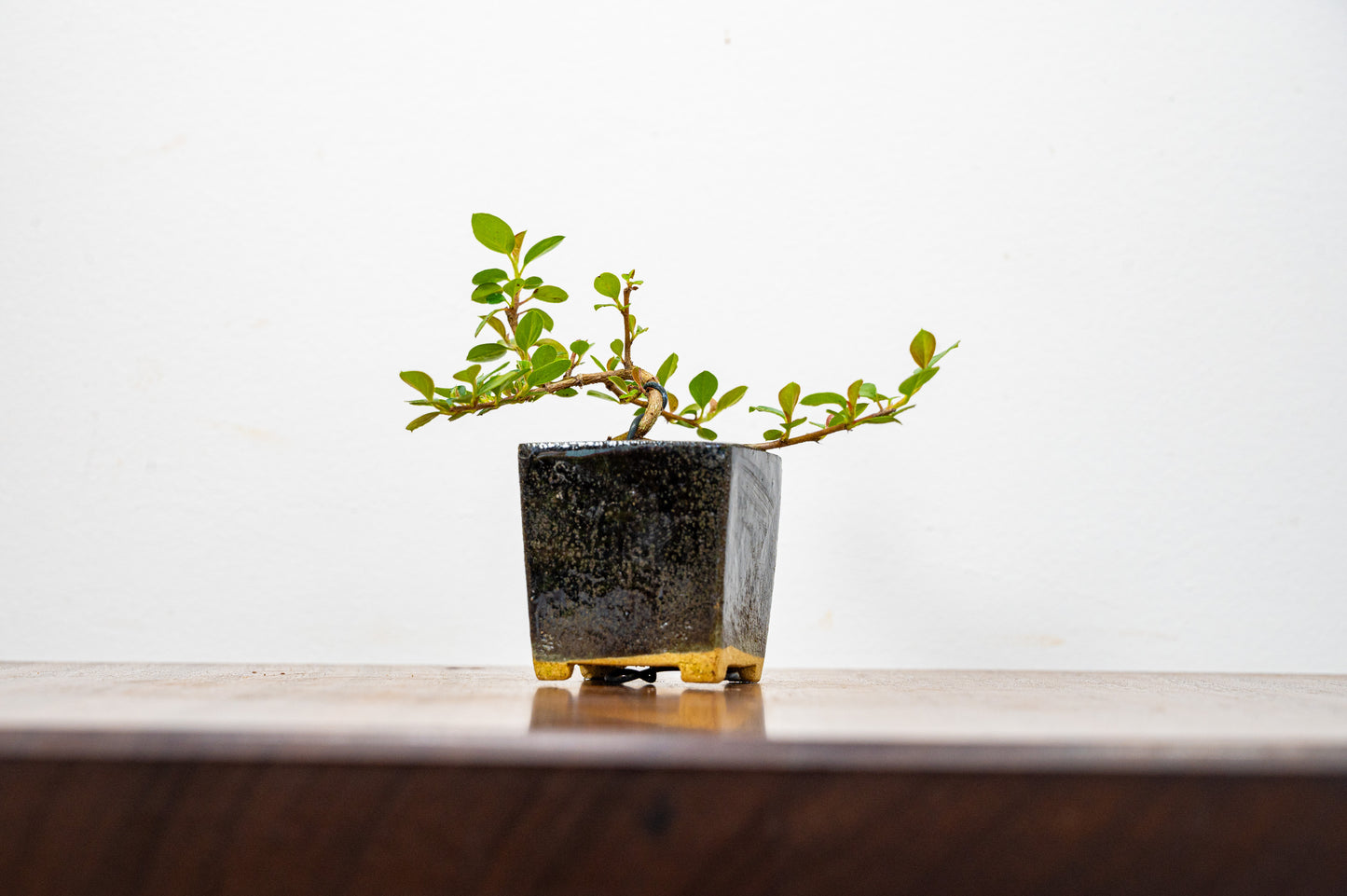 Cotoneaster Bonsai Tree