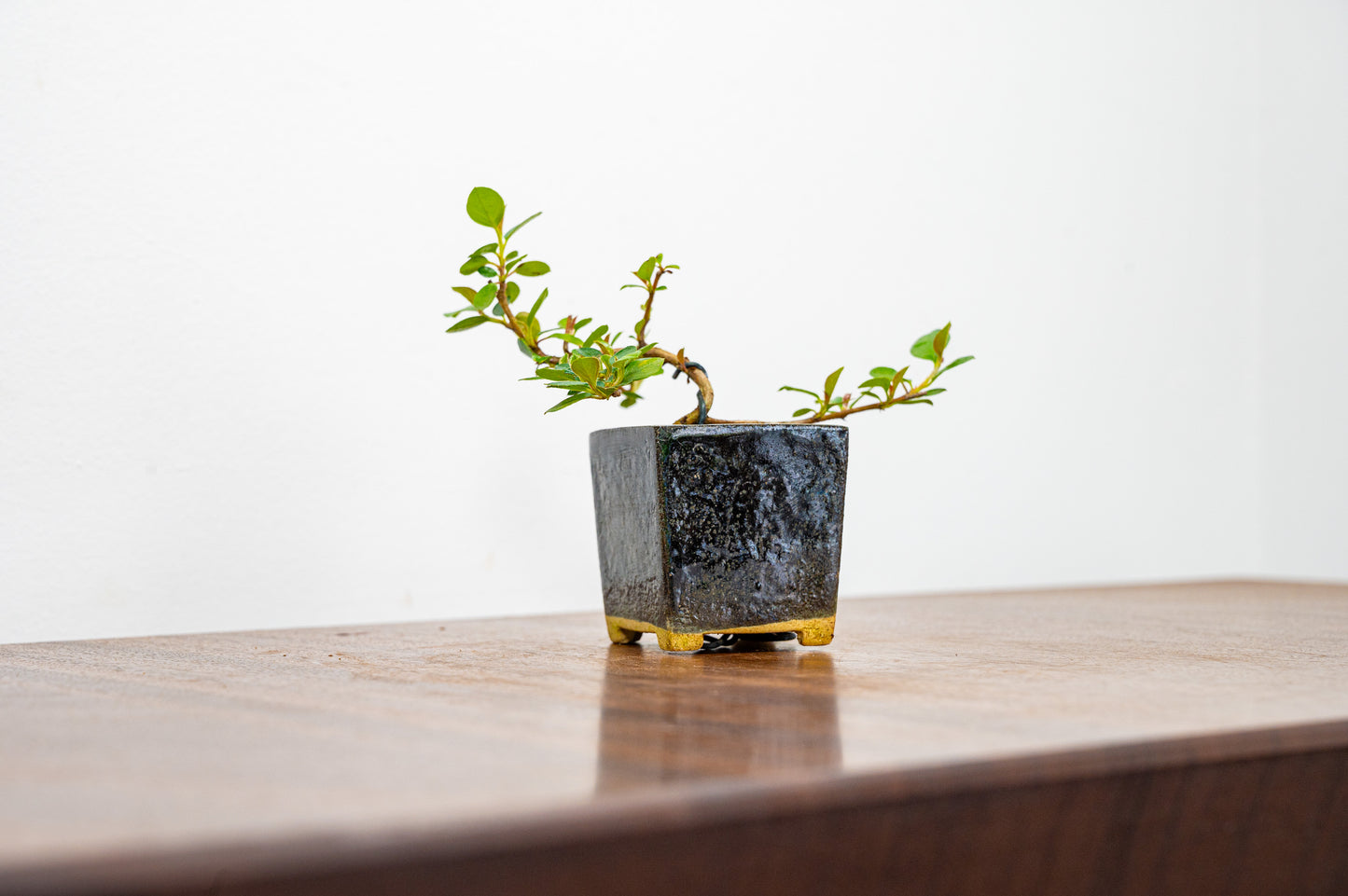 Cotoneaster Bonsai Tree