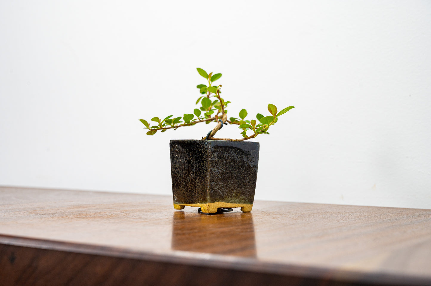 Cotoneaster Bonsai Tree