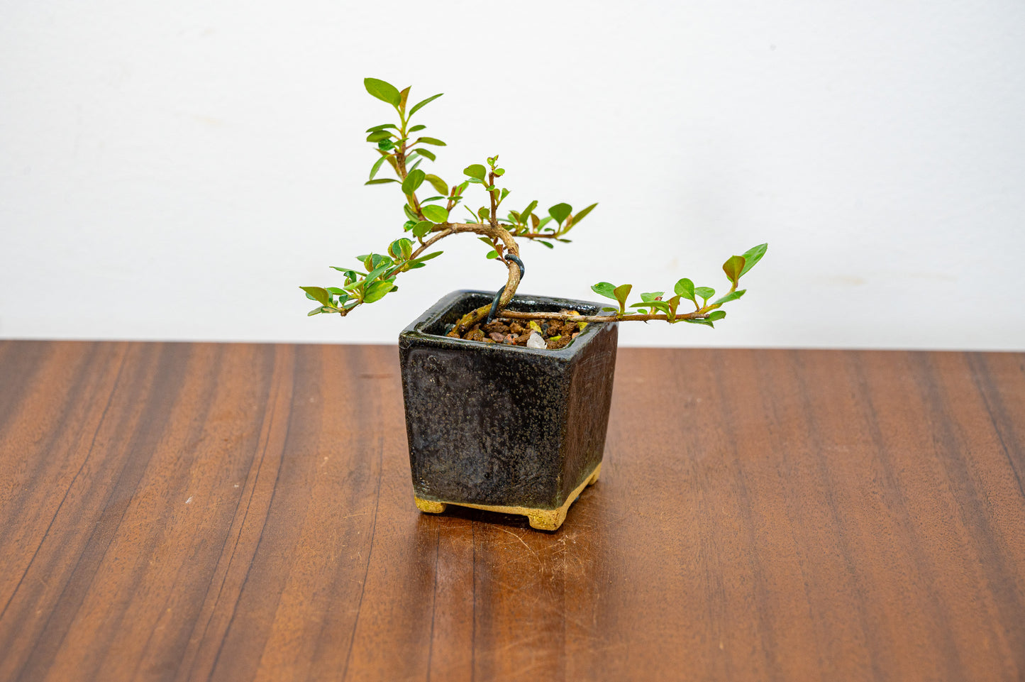 Cotoneaster Bonsai Tree