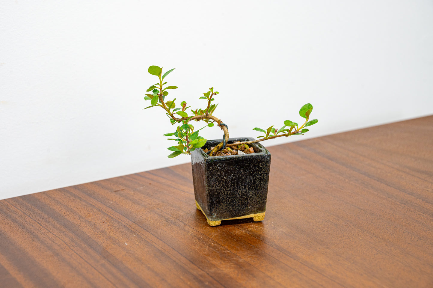 Cotoneaster Bonsai Tree