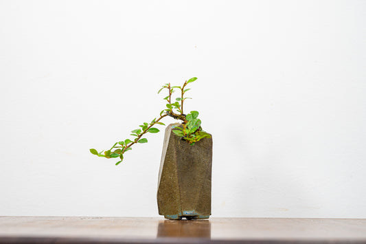 Cotoneaster Bonsai Tree