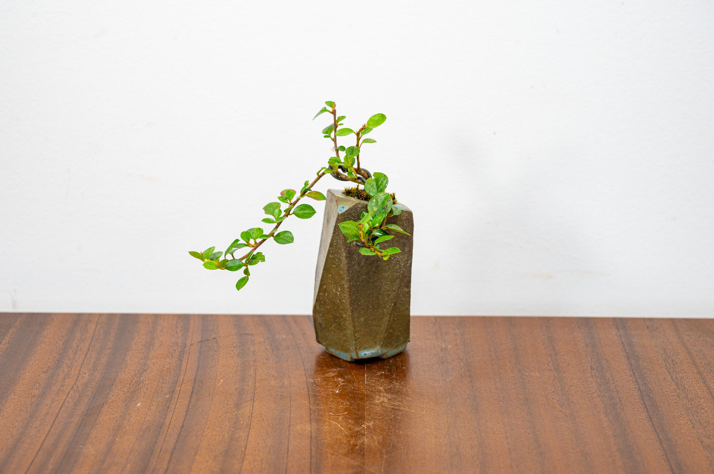 Cotoneaster Bonsai Tree