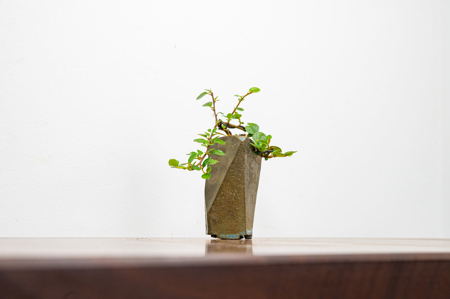 Cotoneaster Bonsai Tree