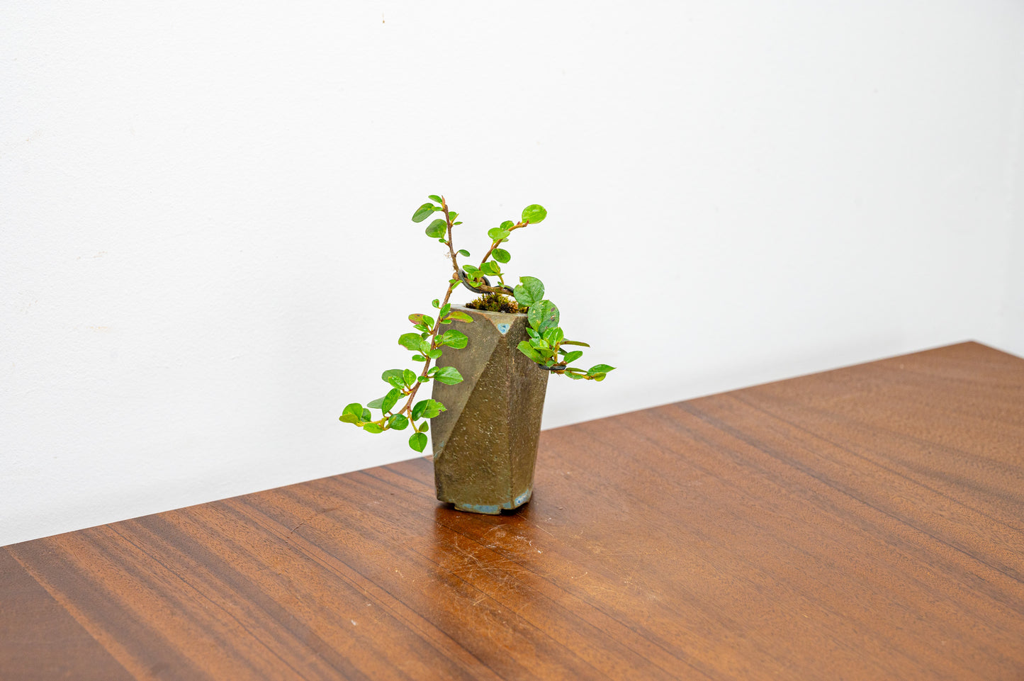 Cotoneaster Bonsai Tree