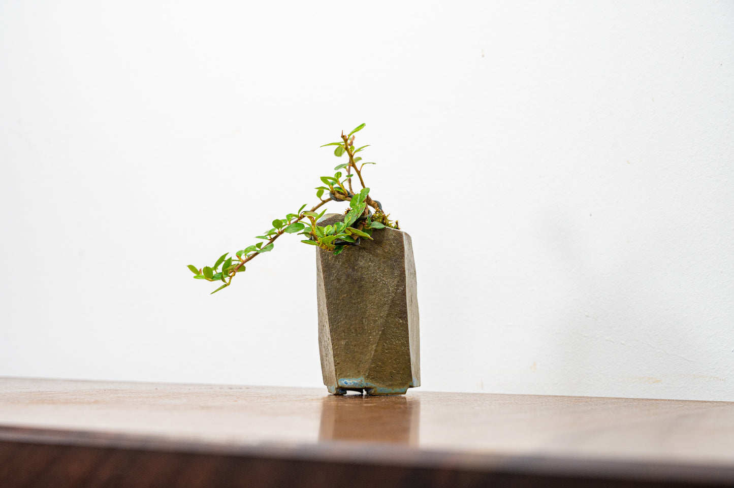 Cotoneaster Bonsai Tree