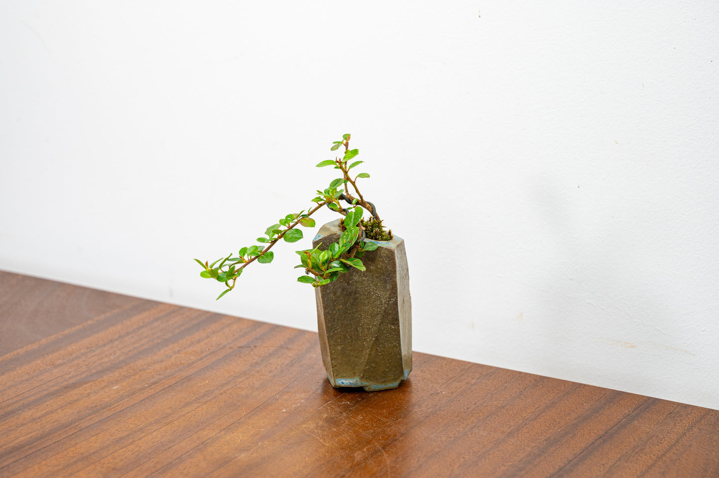 Cotoneaster Bonsai Tree