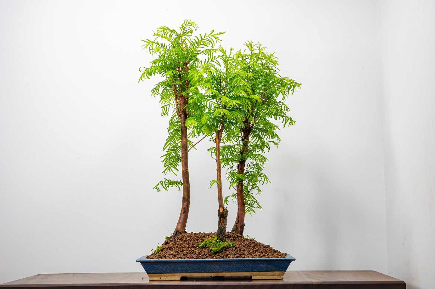 Dawn Redwood Bonsai 3 Tree Group