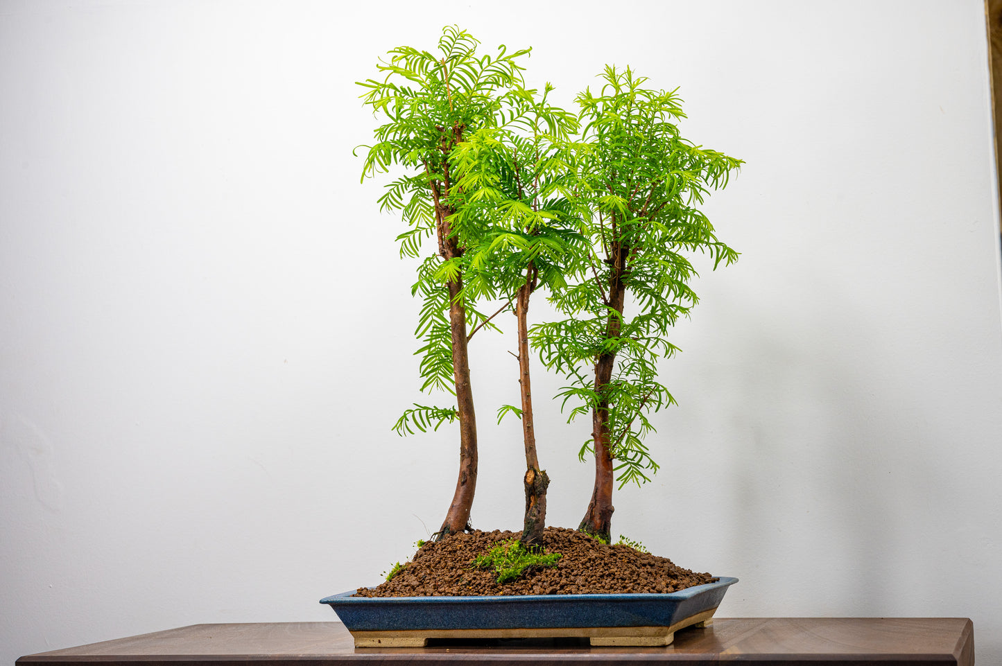 Dawn Redwood Bonsai 3 Tree Group