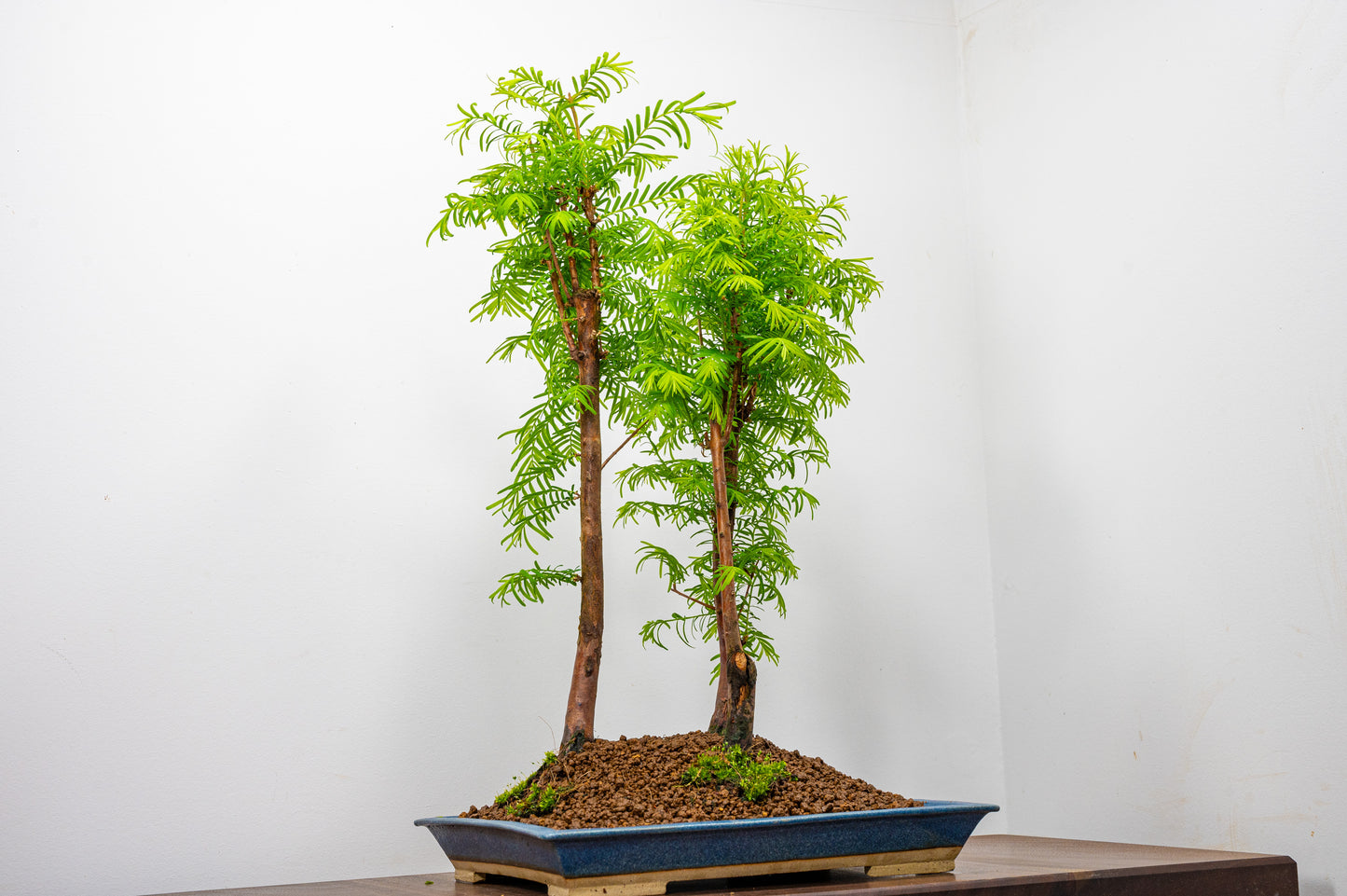 Dawn Redwood Bonsai 3 Tree Group