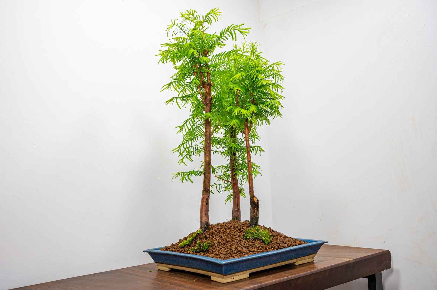 Dawn Redwood Bonsai 3 Tree Group