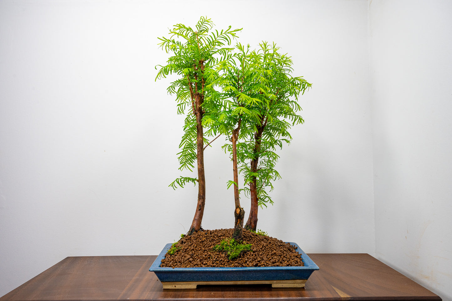 Dawn Redwood Bonsai 3 Tree Group