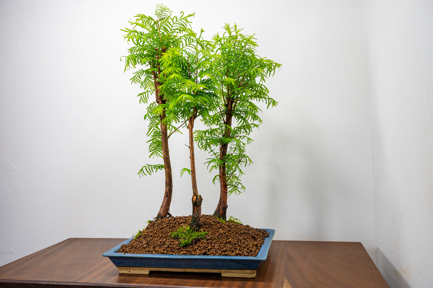 Dawn Redwood Bonsai 3 Tree Group