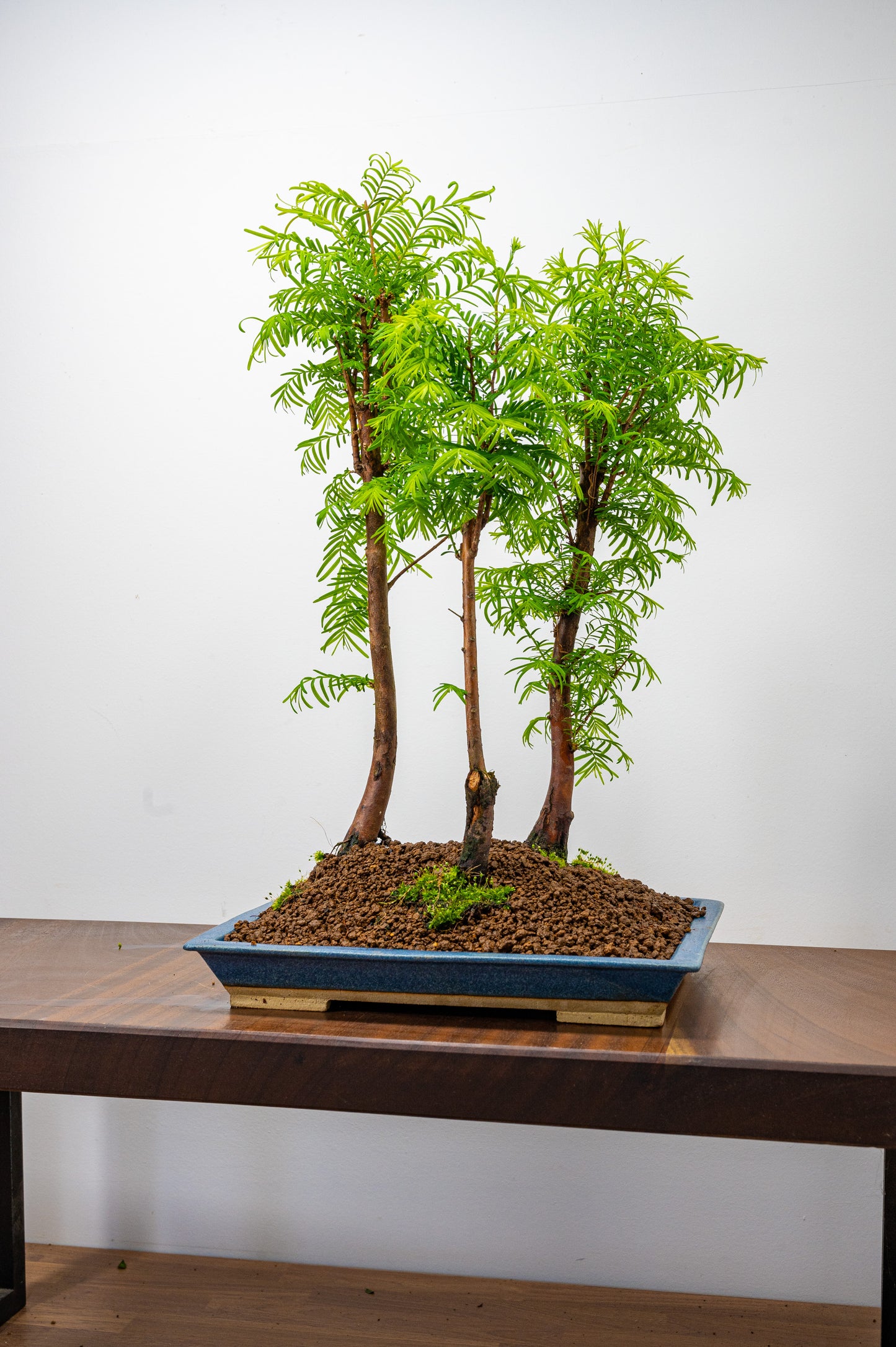 Dawn Redwood Bonsai 3 Tree Group