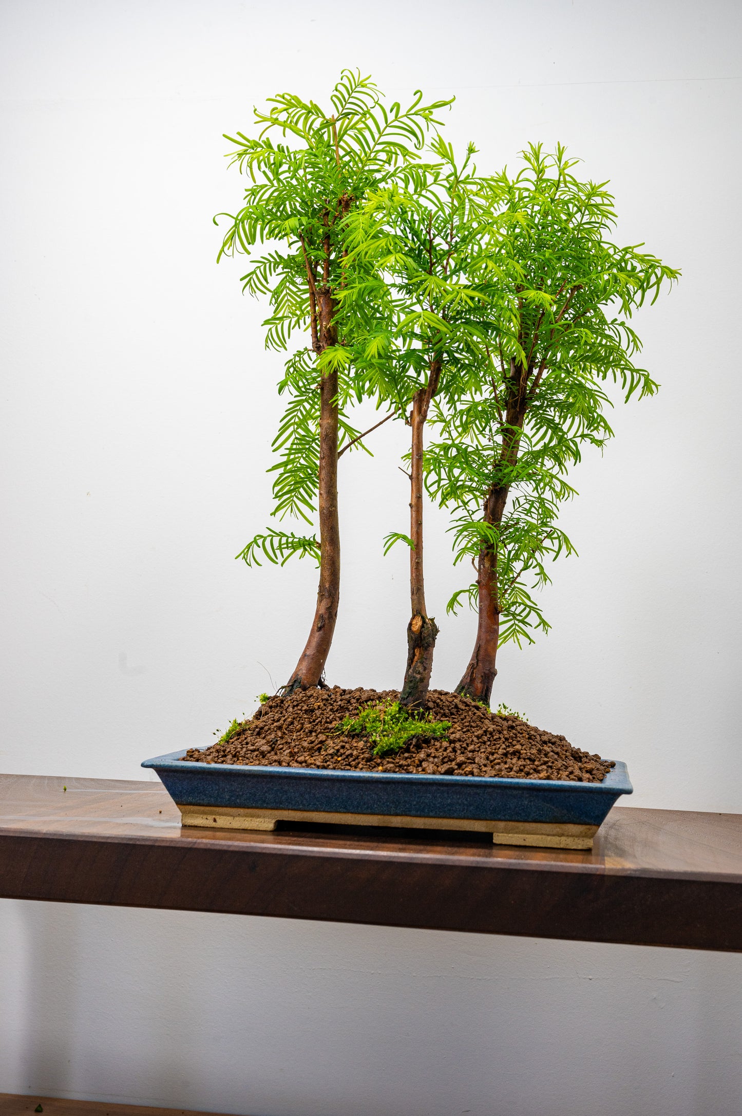 Dawn Redwood Bonsai 3 Tree Group