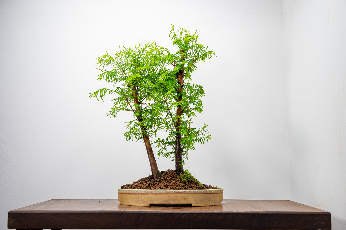 Dawn Redwood 2 Tree Bonsai