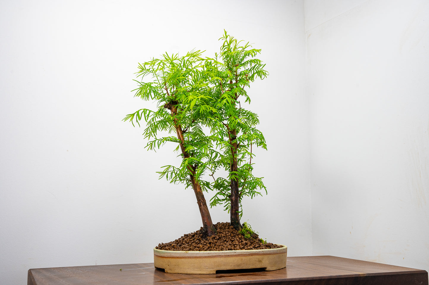 Dawn Redwood 2 Tree Bonsai