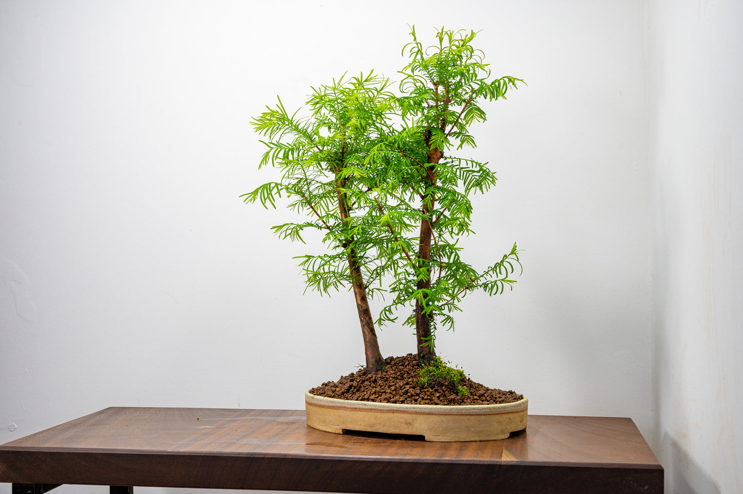 Dawn Redwood 2 Tree Bonsai