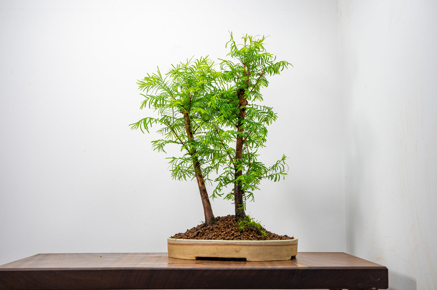 Dawn Redwood 2 Tree Bonsai