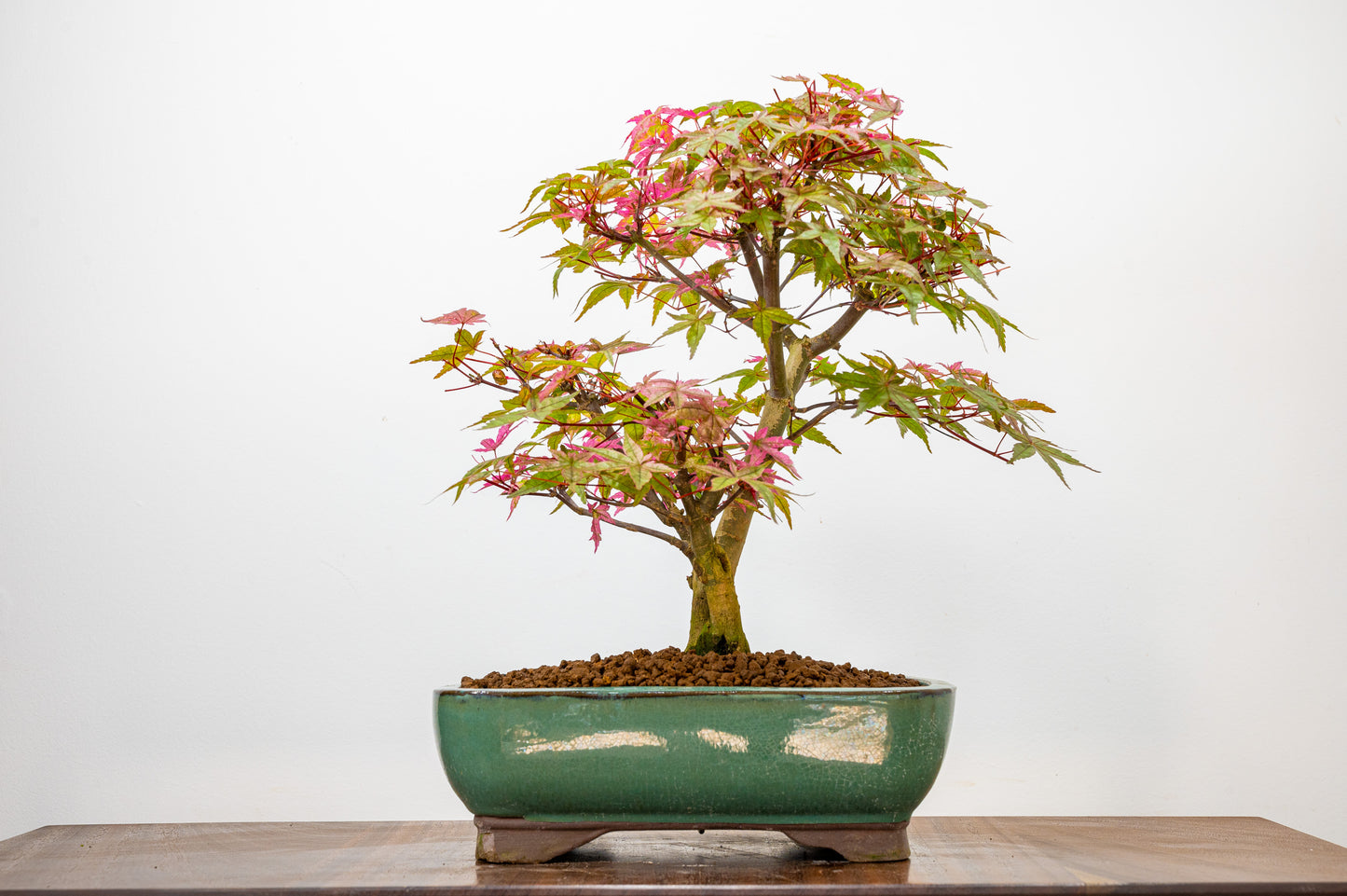 'Deshojo' Japanese Maple Bonsai