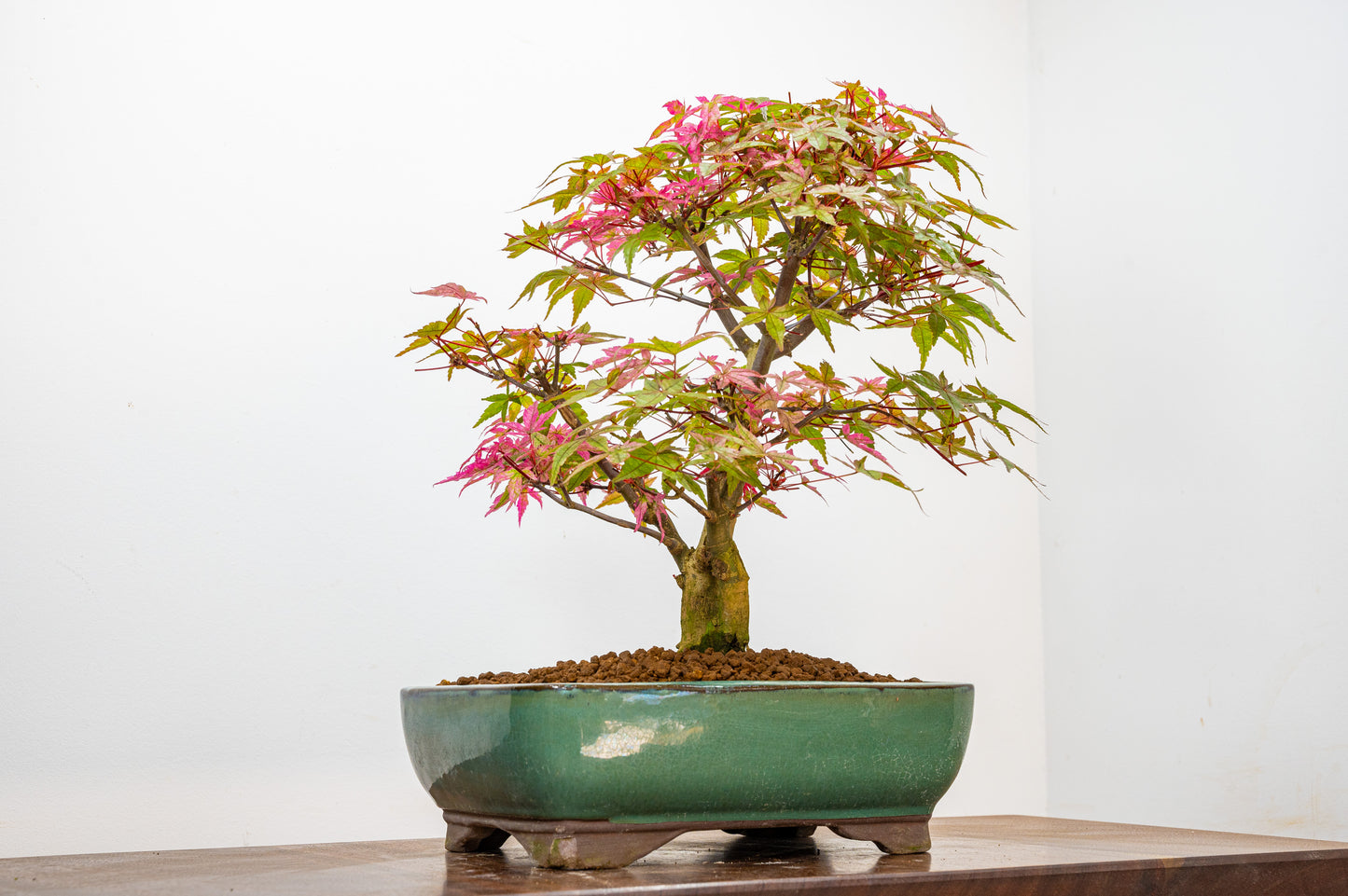 'Deshojo' Japanese Maple Bonsai