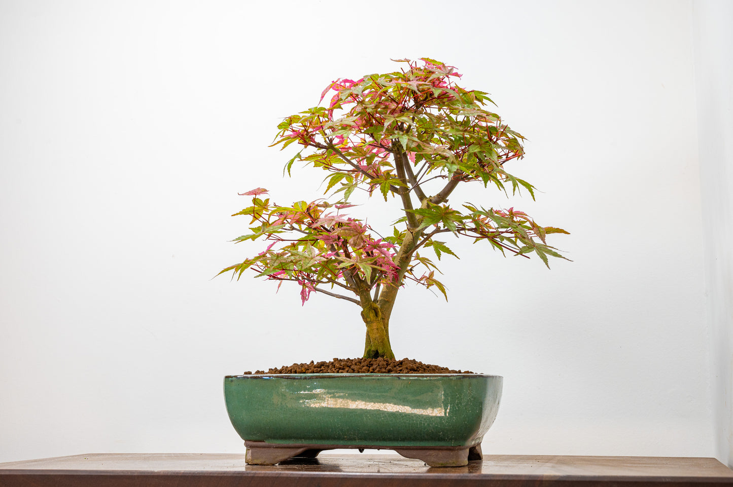 'Deshojo' Japanese Maple Bonsai