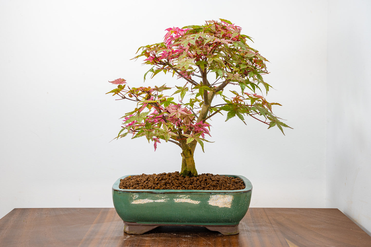 'Deshojo' Japanese Maple Bonsai