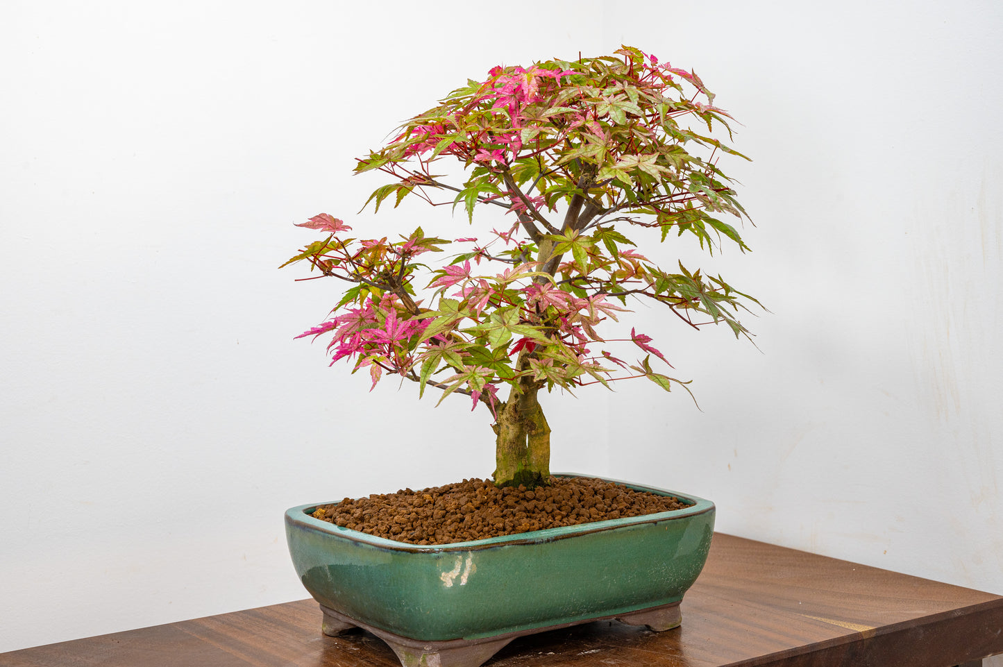 'Deshojo' Japanese Maple Bonsai