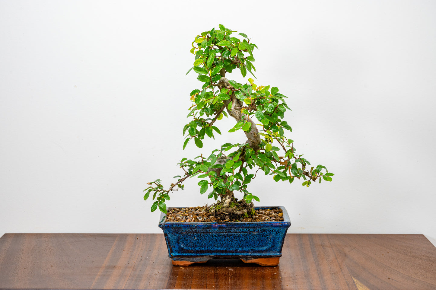 Chinese Elm Bonsai & Care Kit  OFFER in 18cm Navy Ceramic Pot