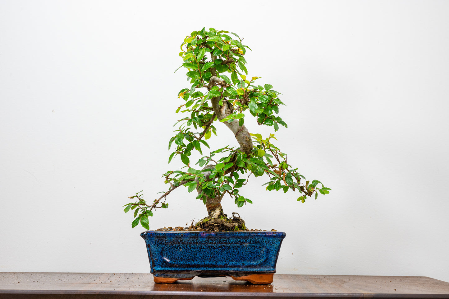 Chinese Elm Bonsai & Care Kit  OFFER in 18cm Navy Ceramic Pot