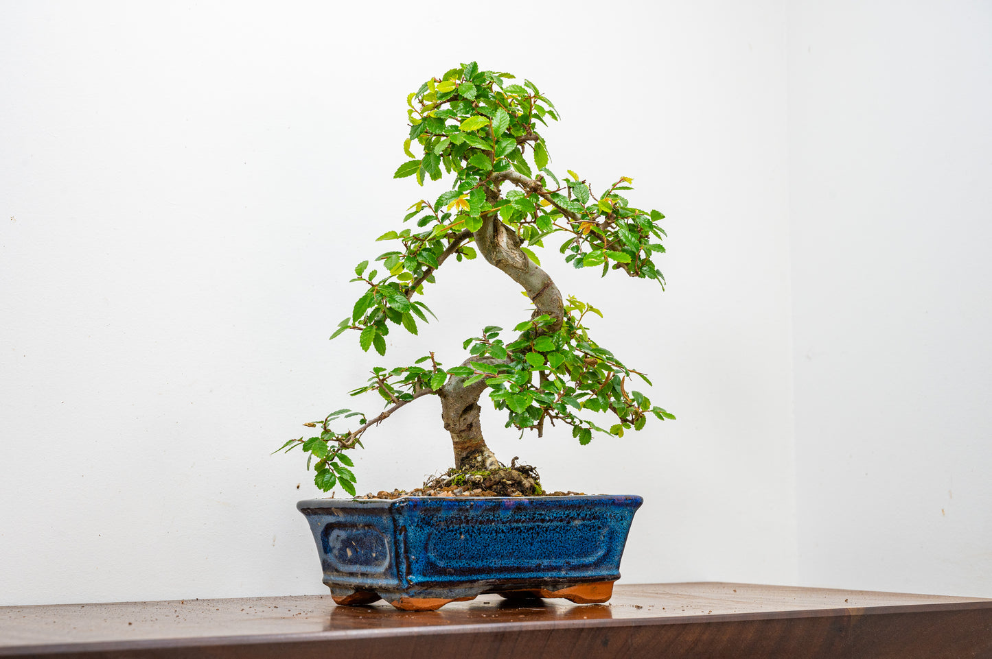 Chinese Elm Bonsai & Care Kit  OFFER in 18cm Navy Ceramic Pot