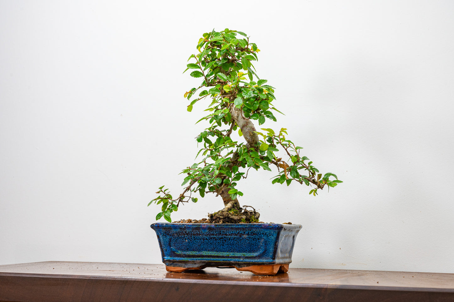 Chinese Elm Bonsai & Care Kit  OFFER in 18cm Navy Ceramic Pot