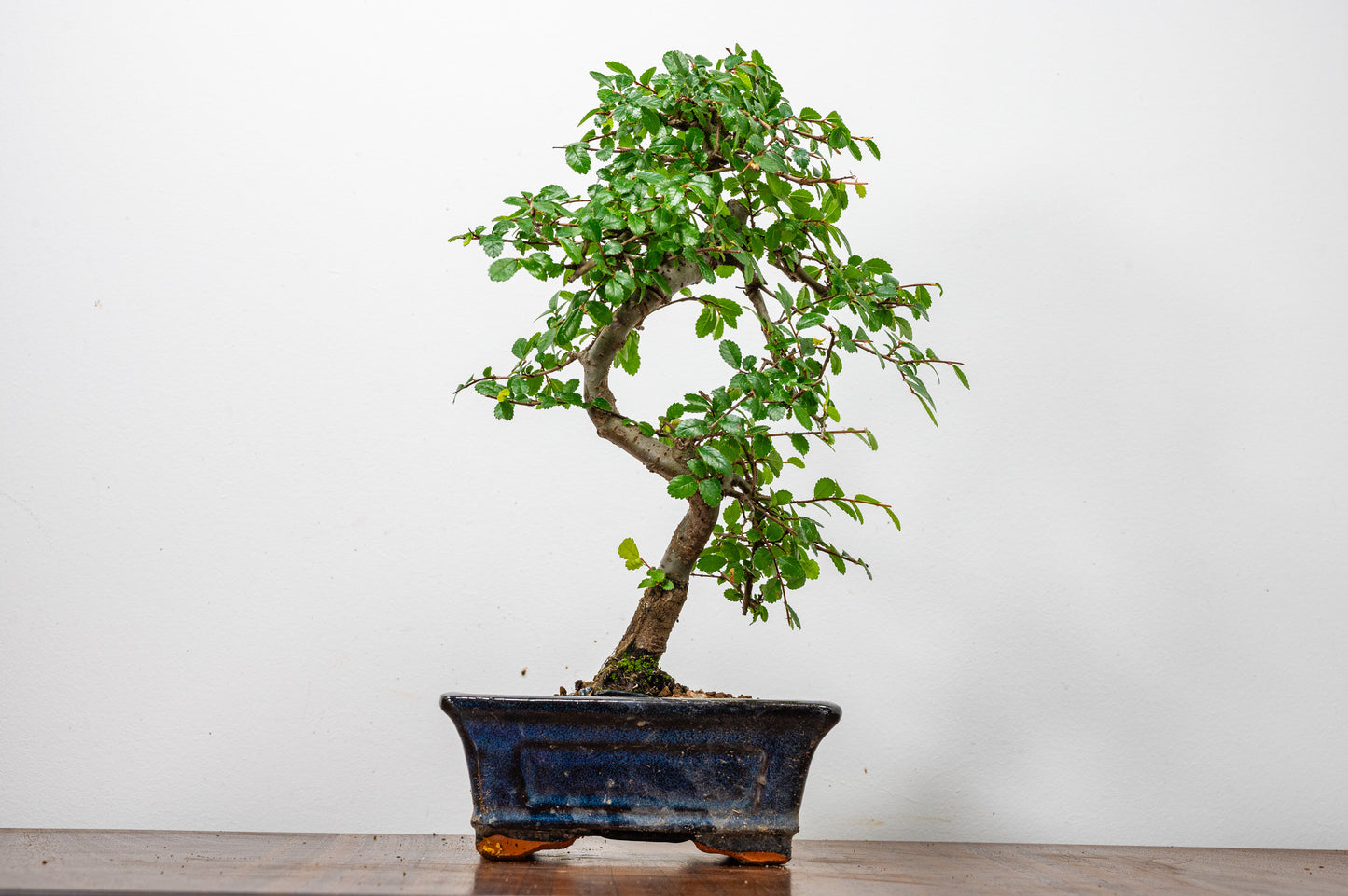 Chinese Elm Bonsai + Full Care Kit in a 15cm Navy Ceramic Pot