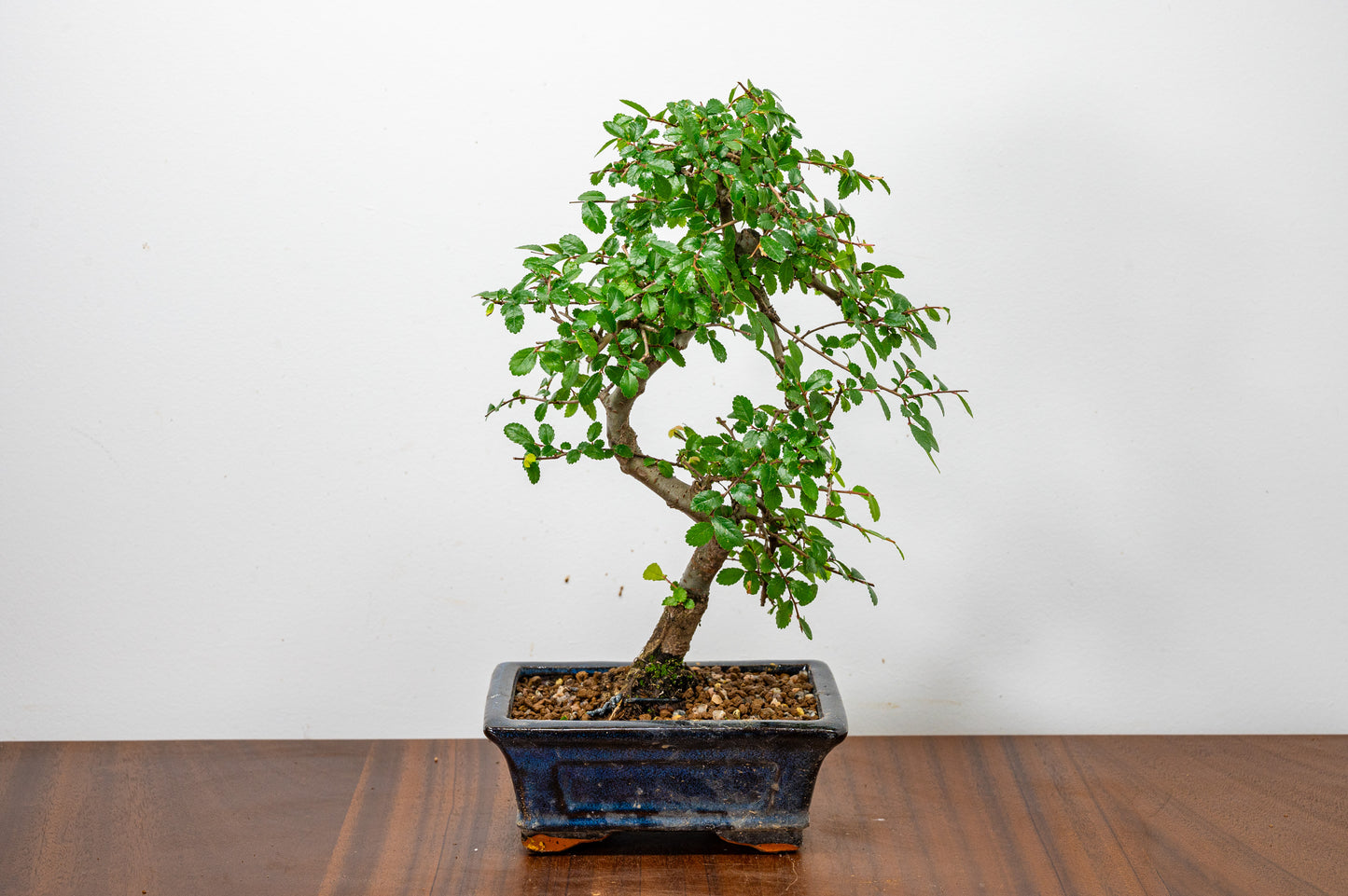 Chinese Elm Bonsai + Full Care Kit in a 15cm Navy Ceramic Pot