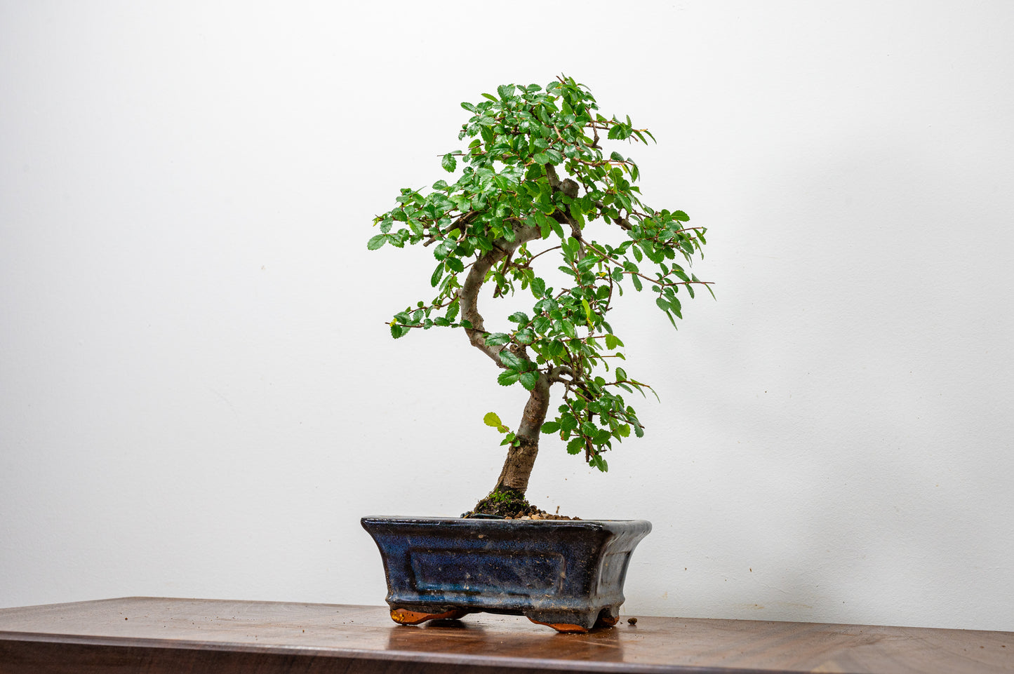 Chinese Elm Bonsai + Full Care Kit in a 15cm Navy Ceramic Pot