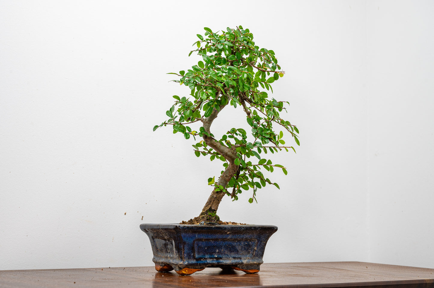 Chinese Elm Bonsai + Full Care Kit in a 15cm Navy Ceramic Pot